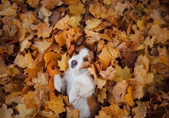 Image for story: Happy paw-tumn: 7 ways to celebrate fall with your pet