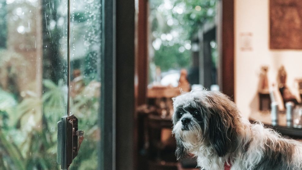 Image for story: Fireworks and thunderstorms: 10 pet safety tips for loud noises and severe weather