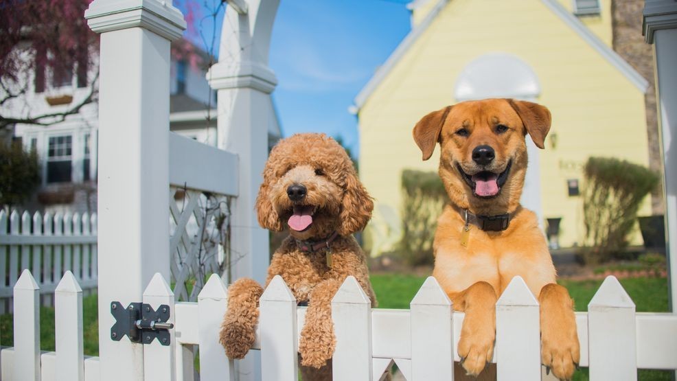 Image for story: Pet-proof your home: 11 tips to create a safe environment for your new fur baby