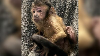 Image for story: Man charged with animal cruelty for feeding his pet monkey meth