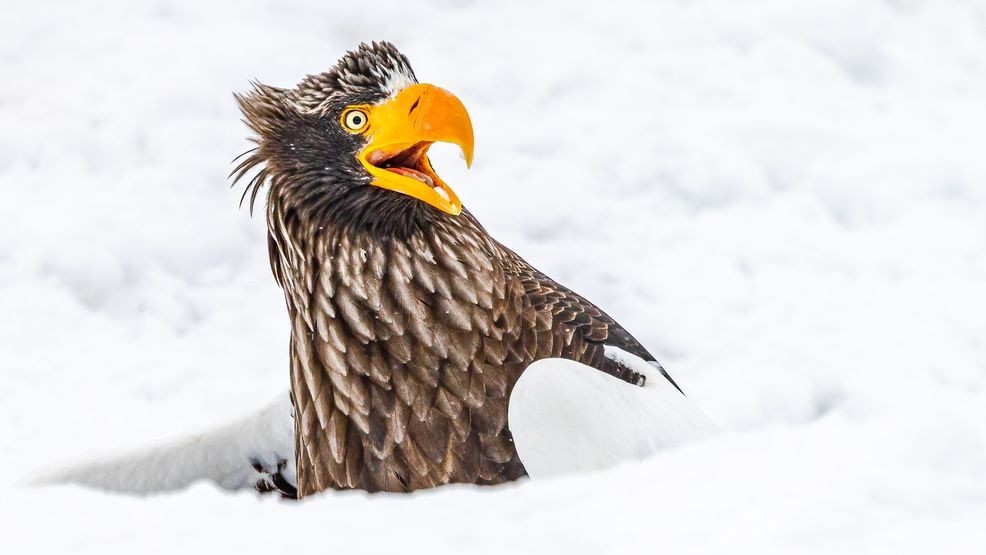 Image for story: GALLERY: Nikon Comedy Wildlife Awards reveals 2025 finalists