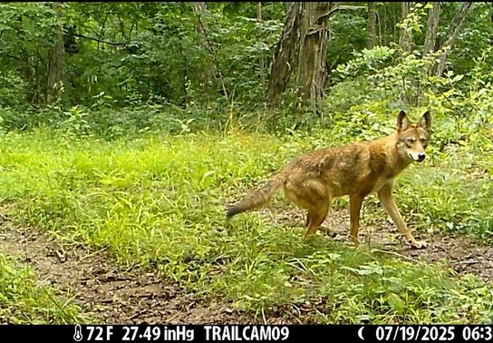 Image for story: Wild Appalachia: Trail Camera Wildlife Project