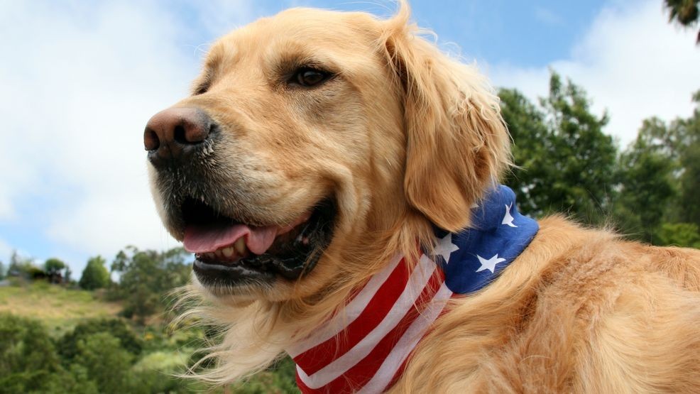 Image for story: Summer holiday safety: Protect your pets with these 10 tips