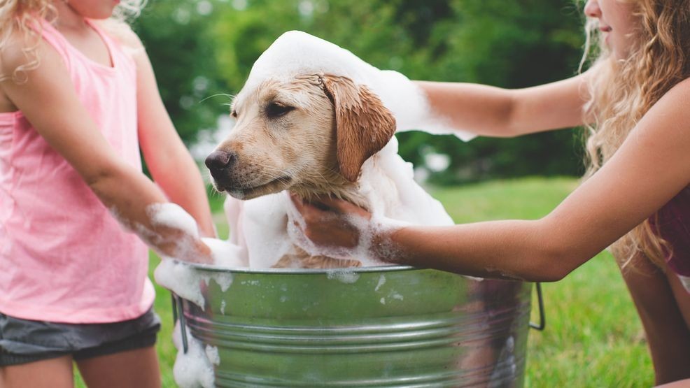 Image for story: Fluff out the fur: Nine at-home pet grooming tips for summer