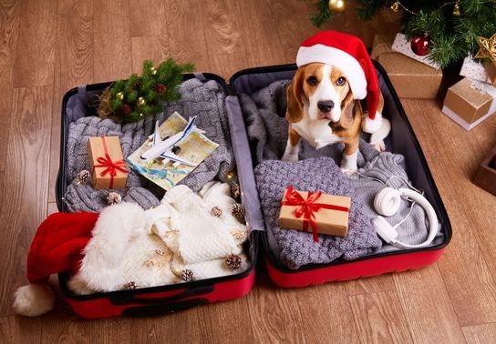 Image for story: The holidays are near: 7 tips to prepare your pet for travel