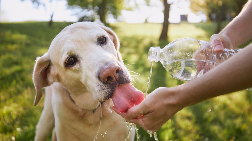 Image for story: 12 summer pet safety reminders to stay cool, calm, and protected 
