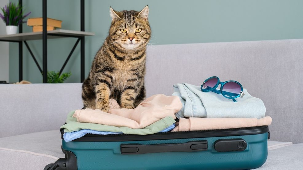Image for story: Summer travel with pets: 10 preparation tips for a purr-fect vacay! 