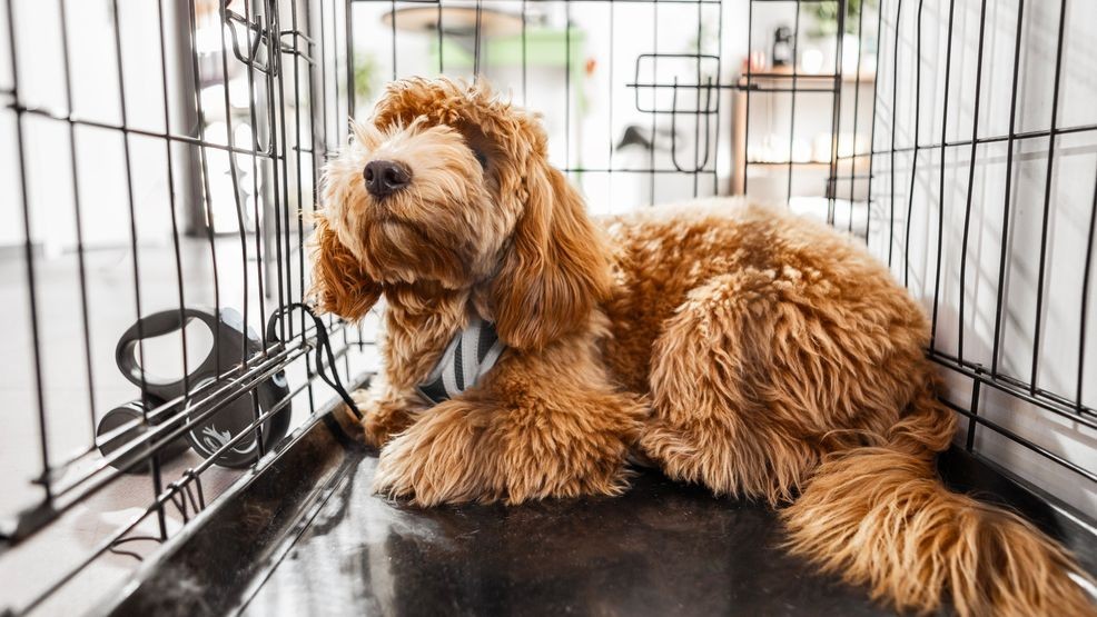 Image for story: Pet boarding: How to keep your pet comfortable and safe during your spring travels