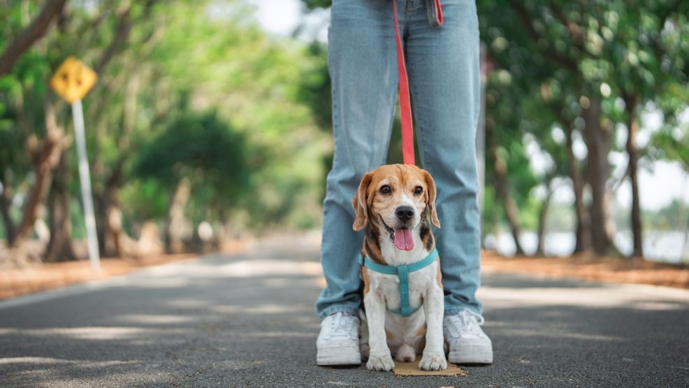 Image for story: Doggy fitness: 8 fun, easy exercise ideas for busy dog owners