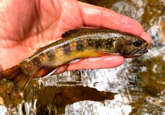 Image for story: Wild Appalachia: Red Creek liming hopes to help brook trout