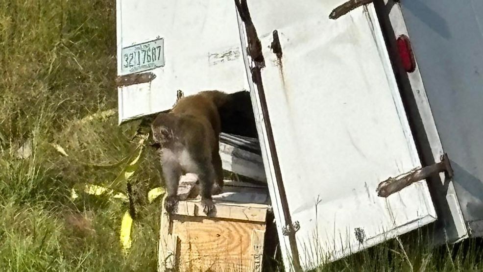 Image for story: Truck full of 'aggressive' research monkeys crashes, setting primates on the loose