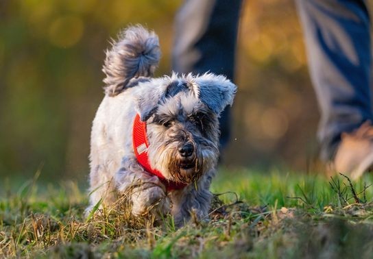 Image for story: Eat, sleep, play, repeat: 8 tips for creating a daily routine for your pet 