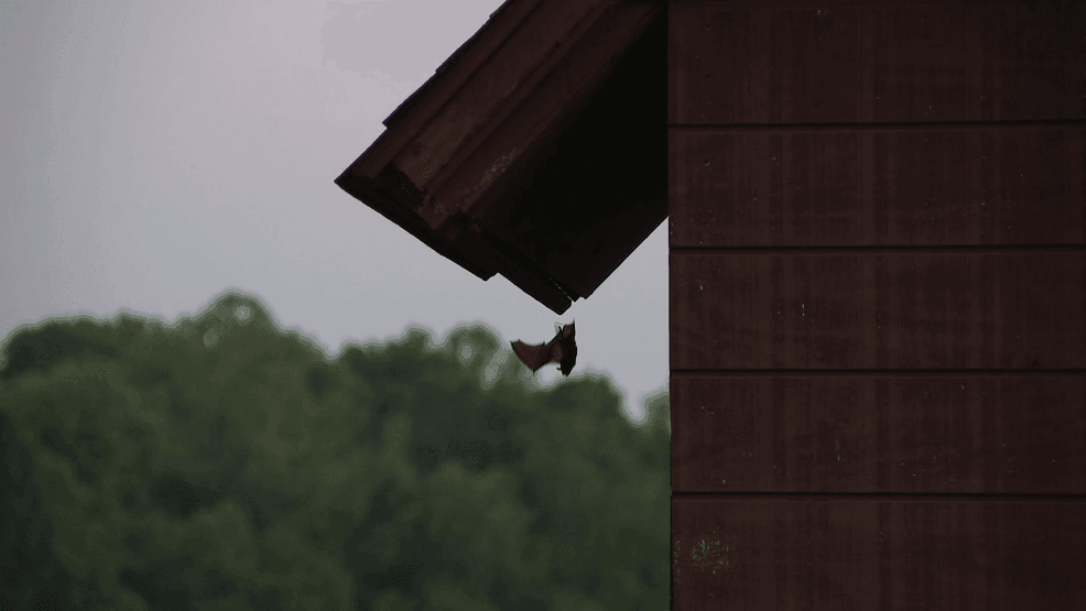 Image for story: Wild Appalachia: Grandview Bat Count