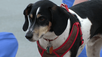 Image for story: Rescue dog, 'Mr. Cleo,' helps college students de-stress during finals