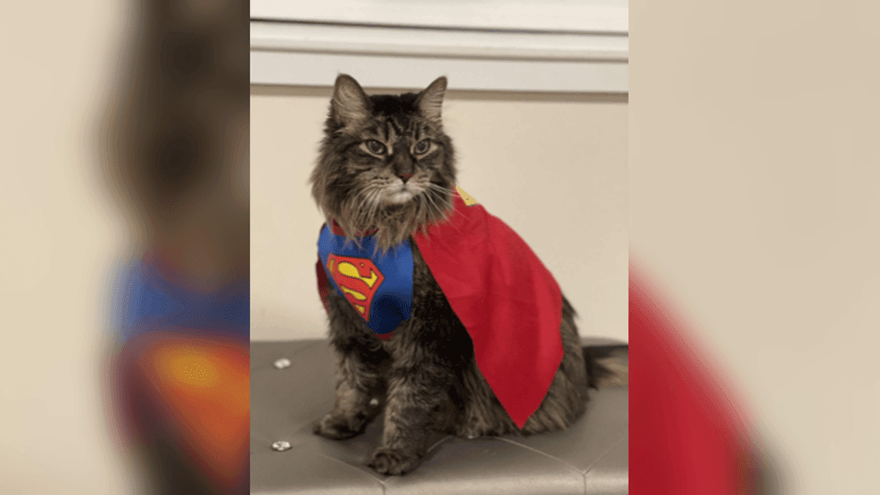Image for story: Festive feline: 17-year-old cat claws his way into Halloween as Superman