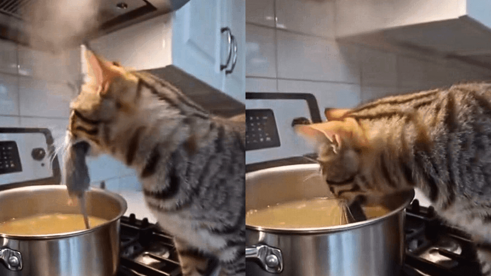 Image for story: Foster cat spices up family dinner with surprise ingredient
