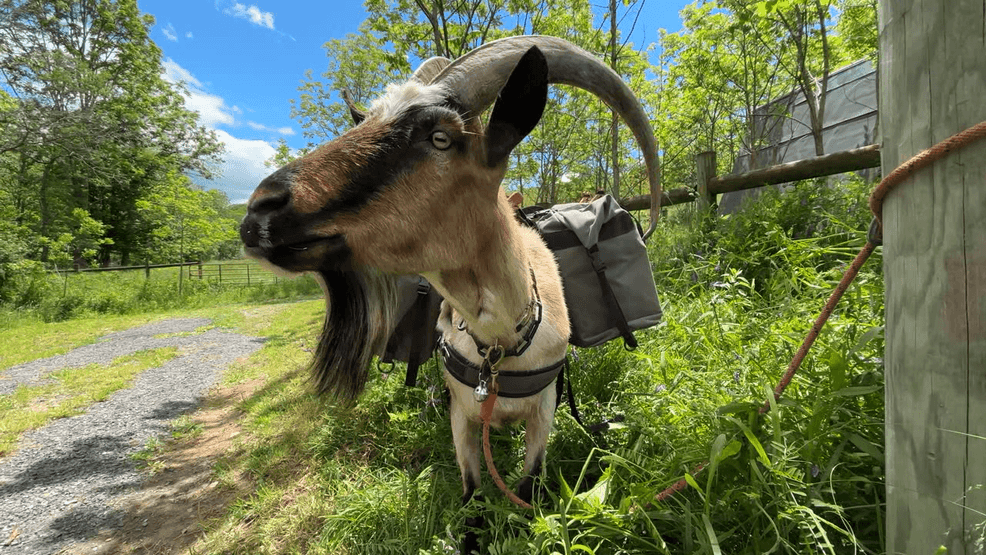 Image for story: Traveling WV:  The Greenbrier Goat