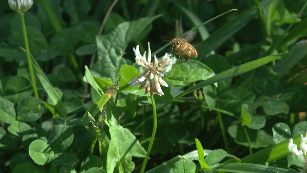 Image for story: Traveling WV: Appalachian Beekeeping Collective