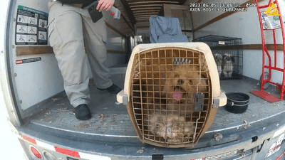 Image for story: BODY CAM: More than 30 dogs rescued from back of locked U-Haul trailer in scorching heat